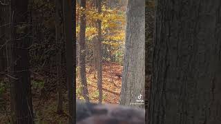 Bobcat looking for a snack this afternoon bobcat hunt hunting deerhunting ohio subscribe [upl. by Ymiaj]