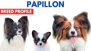 Papillon Breed Profile History  Price  Traits  Papillon Grooming Needs  Lifespan [upl. by Alimac379]