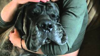 English Mastiff  230 lbs [upl. by Inoj]