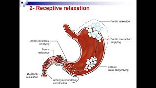 Gastrointestinal Motility – 2 Gastric Motility [upl. by Nolaf]