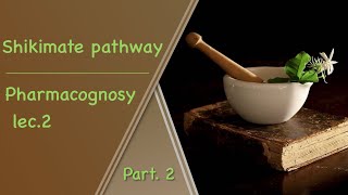 Shikimate pathway  pharmacognosy Lec2 part2 [upl. by Elehcin]