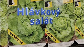 Hlávkový salát výsev [upl. by Buerger70]