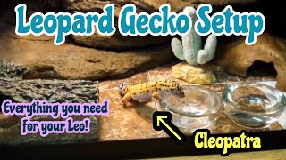 Leopard Gecko Setup [upl. by Sisenej]