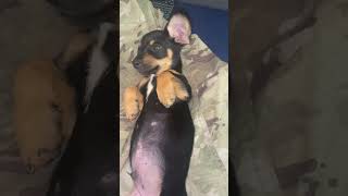 Young Frankito music song vintage puppyvideos [upl. by Acinet]