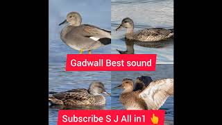 Gadwall Duck best call sound [upl. by Alathia853]