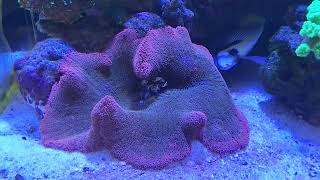 Carpet Anemone and bubble tip Anemone care [upl. by Winnie]