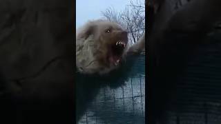 Chow Chow C🔥🔥limbs the Fence A Fluffy Escape AttemptquotquotChow Chows Balancing Act rescuetales dog [upl. by Lig]