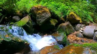 Relaxing Stream and Nature 🌿 Perfect for Meditation 🌈 ASMR for Inner Calm [upl. by Oderf]