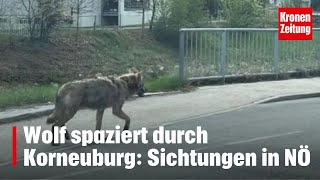 Wolf in Niederösterreich gesichtet  kronetv NEWS [upl. by Imnubulo]