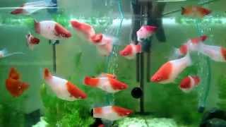 Xiphophorus helleri Koi Kohaku Меченосцы Кои Кохаку продаю в Питере [upl. by Constantine]