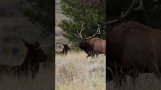 Wyoming Elk Hunting coming in HOT [upl. by Suinotna374]