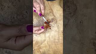 Osmo Oiling Wooden Leaf woodworkingguide woodworking osmo oil oiling [upl. by Ilac]