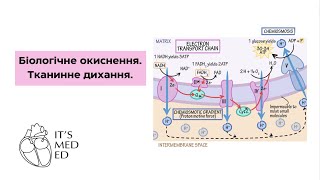 Біохімія Біологічне окиснення Тканинне дихання [upl. by Rasec]