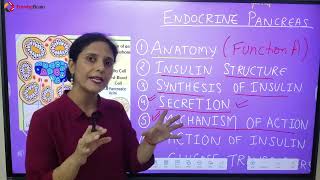 Anatomy and Physiology of Pancreas Hindi [upl. by Nanfa]