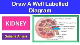 How to Draw Labeled Diagram Human Kidney [upl. by Arretak]