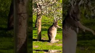 kangaroo marsupial animals [upl. by Nethsa849]