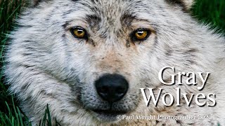 Majestic Gray Wolf Fascinating Facts and Conservation Efforts [upl. by Toulon527]