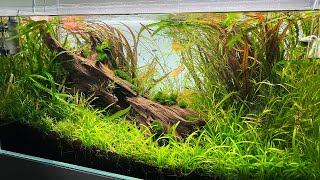 WILD YET BEAUTIFUL 50 GALLON AQUASCAPE 💚 [upl. by Adi390]