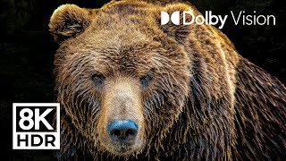 LEGENDARY ANIMALS  DOLBY VISION™  8K ULTRA HD HDR [upl. by Igig]