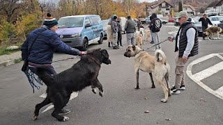 KANGAL VS CIOBANESC CORB LA BRAN [upl. by Laup]