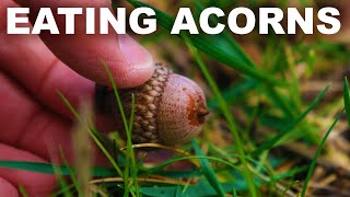 How to eat acorns but maybe dont [upl. by Nesrac]