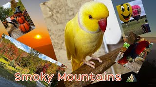 Smoky Mountains Trip with family😍 smokymountains fullvideo fallseason bestplace naturebeauty [upl. by Nekial528]