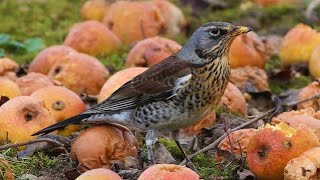 Wintering FIELDFARE  Turdus pilaris [upl. by Lirpa]