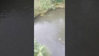 FISH POND TILAPIA  tilapia fishpond isda shortvideo [upl. by Terrijo]