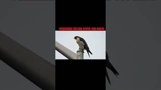 PEREGRINE FALCON 💪🏿🦅 SPEED viralvideo music animals cheetah viralshort cheetahlove [upl. by Airdua965]