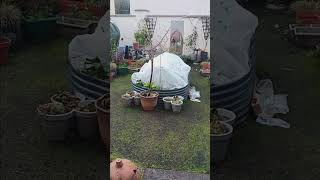 Winterizing the Organic Yarden ❄️ gardening wintergardening containergardening garden [upl. by Navar]