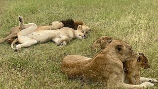 Gijima Male Lion with Pride amp Cubs  11 February 2024 [upl. by Snider]