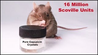 Does The Worlds Spiciest Pure Capsaicin Crystals Deter Mice Mousetrap Monday [upl. by Airamzul325]