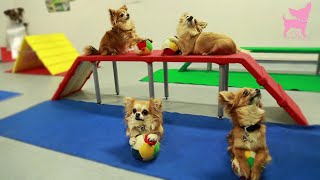 Cute Chihuahua Dog Tricks and Agility [upl. by Tugman]