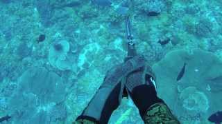 Spearfishing Australia  The Secrets of the South [upl. by Yrolg]