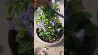 Torenia plants [upl. by Ahsiam681]