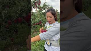 Sweet apple so fresh enjoy picking taste at beautiful garden fruit fresh applefruit harvest [upl. by Doner]