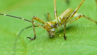 Katydid Nymph Eating The Inside Of A Leaf [upl. by Sarine]