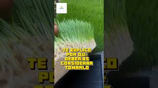 Impulso Inmunológico Natural pastodetrigo superfood wheatgrass clorofila desinflamar [upl. by Nodarse]