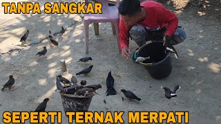 MOMEN YANG KITA TUNGGUAKHIRNYA MENETASJUGA TELURTELUR BURUNG INI [upl. by Bernie]