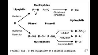 Drug Metabolism  Phase I and Phase 2 [upl. by Xantha]