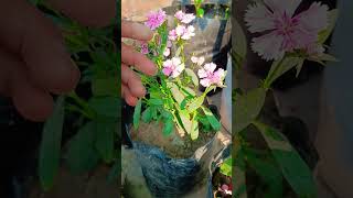 My flower plant ☘️ plants gardening garden balsam [upl. by Liddle]