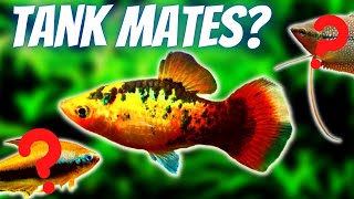 Platy Fish Tank Mates 10 Fish You Can Keep With Platies [upl. by Ailsa547]