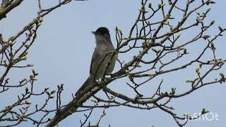 Crnokapa grmuša pjev  Blackcap song  Sylvia atricapilla [upl. by Massab]