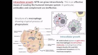 Intracellular growth of Mycobacterium tuberculosis [upl. by Kreager]