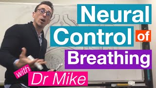 Neural Control of Breathing  Respiratory System [upl. by Tikna]