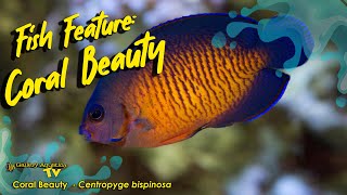 Fish Feature  Coral Beauty Centropyge bispinosa [upl. by Langer648]