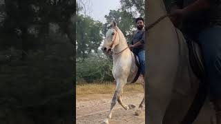 Darvesh stud farm [upl. by Apur]