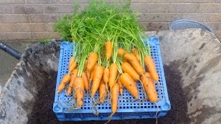 How to grow organic carrots in pots Nandor carrot reveal 2015 [upl. by Peltier]