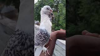 pigeon training pigeons reaction publicreaction kabutar pigeonshorts trendingshorts [upl. by Brandtr]