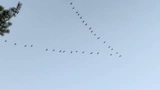 Canada Geese Flying in V Formation at Dusk 4K [upl. by Hesler]